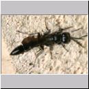 Trypoxylon sp - Grabwespe 01d 9-10mm.jpg